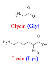 Glycin und Lysin - (Schule, Chemie, Aminosäuren)