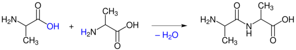 Peptidbindung (Beispiel) - (Schule, Chemie, Aminosäuren)