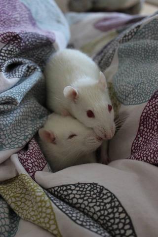 - (Haustiere, Ratten)
