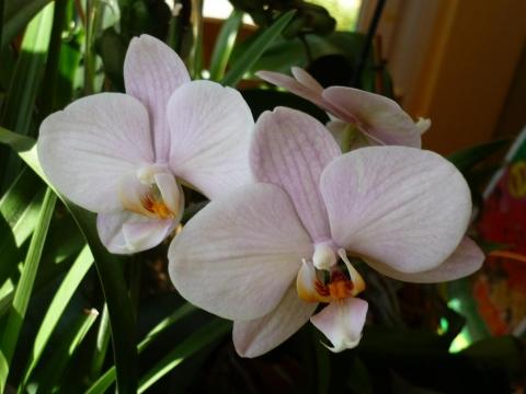  - (Garten, Blumen, Orchideen)
