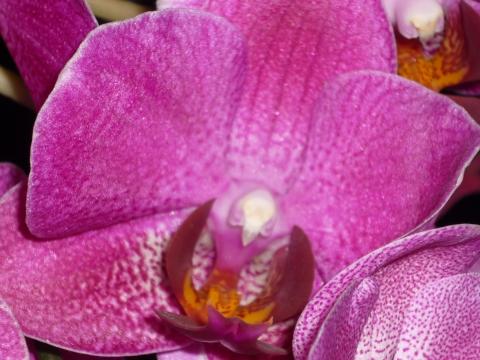  - (Garten, Blumen, Orchideen)