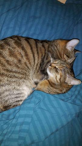 Katzen Problem Katze Faucht Seinen Verletzten Bruder An Unfall