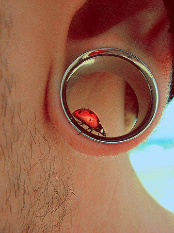 Ganz klassisch kann nie schaden, mit oder ohne Käferchen^^ - (Piercing, Ohr, Schmuck)