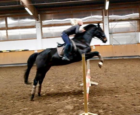 spring - (Pferde, reiten, springen)