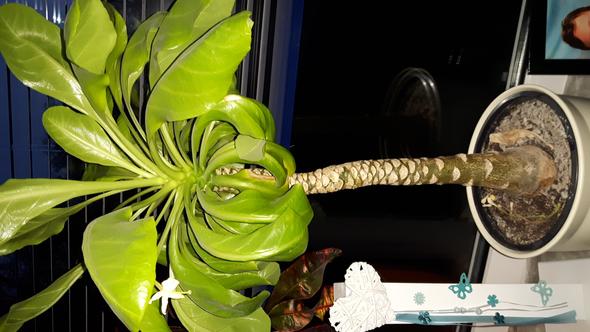 Das ist sie - (Palme, vermehrung)