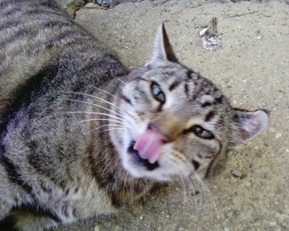 Miau :3 - (Foto, Katze, wunderschoen)