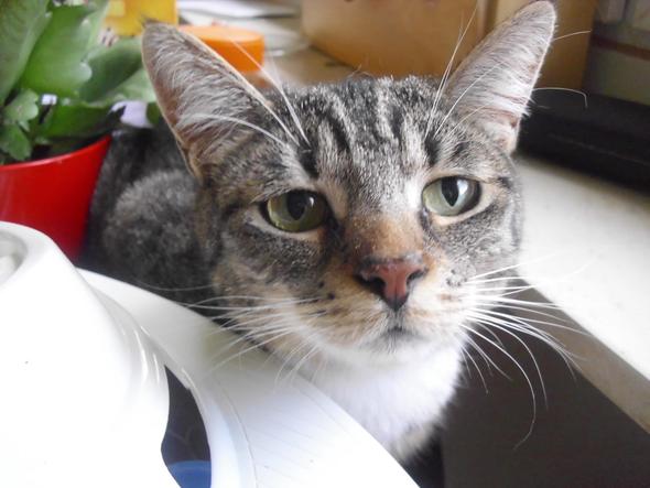 - (Foto, Katze, wunderschoen)