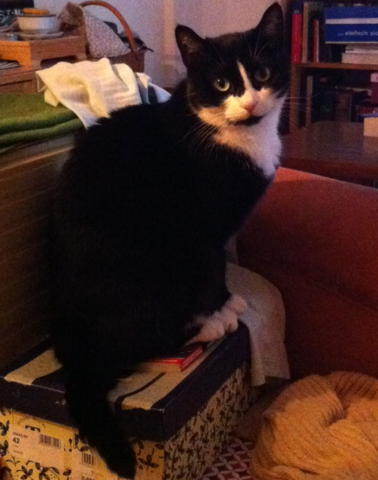So nett guckt sie nur mich an. :) - (Foto, Katze, wunderschoen)