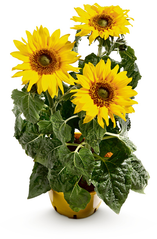 Gaaaaanz vorsichtig in die Blüten stecken, so das es wie eben gelandet sieht! - (Ideen, basteln, Blumen)