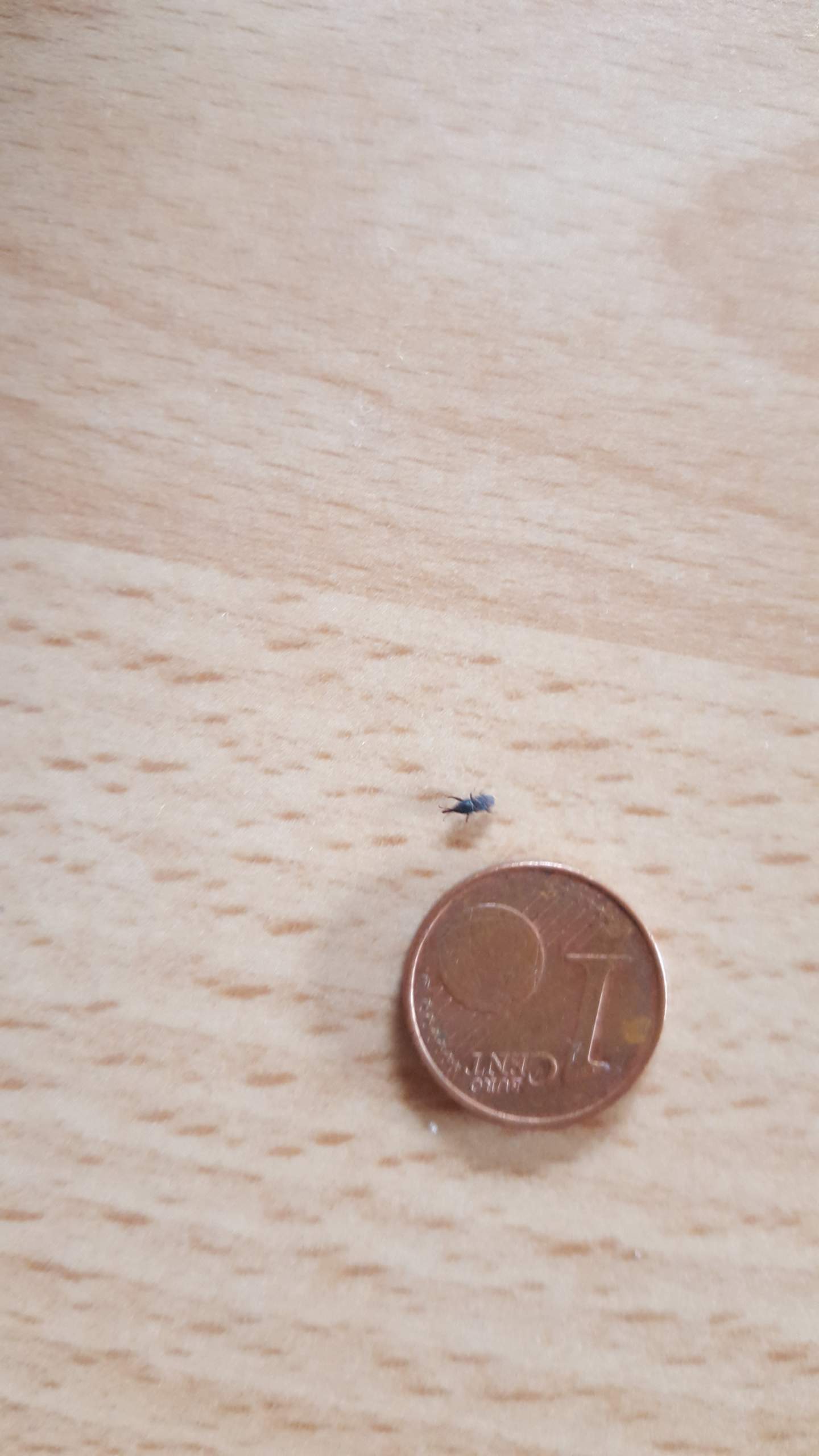 Hilfe. Käferplage. Kleine schwarze/Braune Käfer. FOTO beigefügt