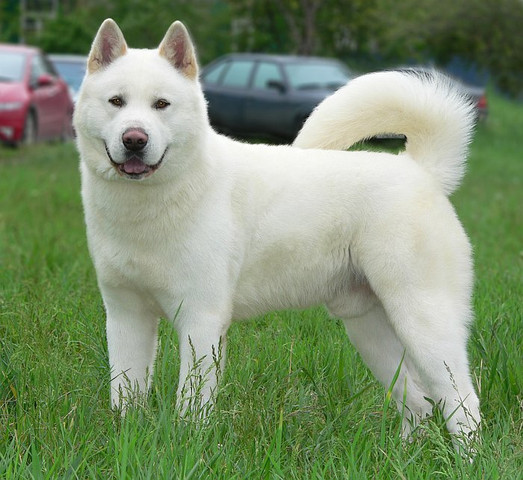 Weißer Akita Inu - (Tiere, Hund, Rasse)