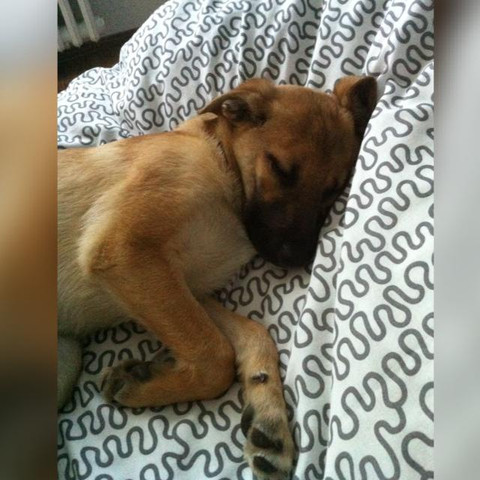 - (Hund, Familienmitglied)
