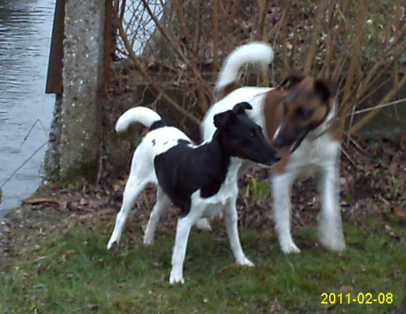 - (Hund, Haustiere, Hundefutter)
