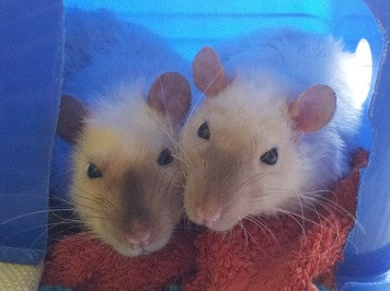 www.deinrattenkaefig.de - (Haustiere, Ratten, Farbratten)