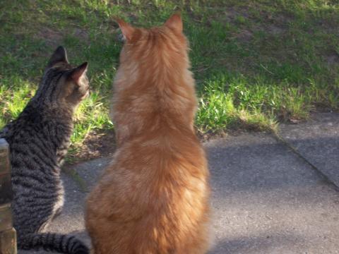konnen katzen denken wie menschen gedanken