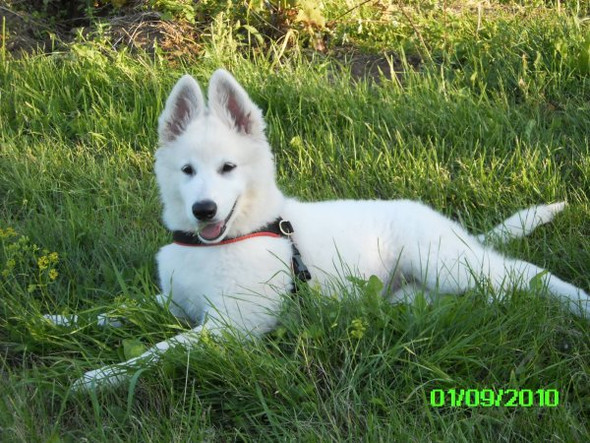Weißer Schäferhund (Welpe) - (Hund, Rasse, Hunderasse)