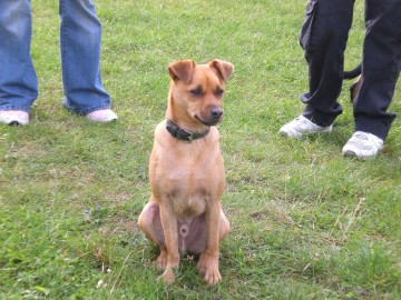 Senfhund - (Tiere, Hund, Haustiere)