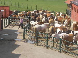 Riterhof Rohe Tierqualerei Pferde Reiten Reiterhof