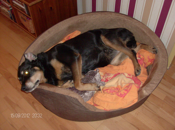 Diazepam Hund Einschläfern