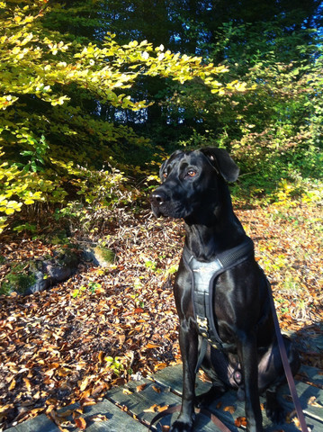 Das bin ich - (Hund, Mischling)