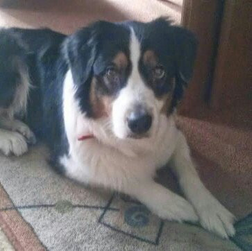 Unser Hund !! - (Hund, krank)