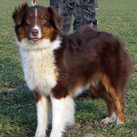 ..... - (Tiere, Hund, instagram)