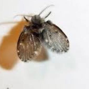 Genau so sieht er aus - (Tiere, Insekten)