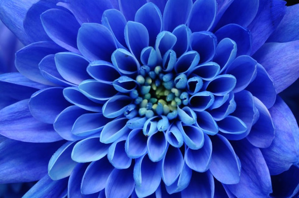 blaue blume - (Blumen, Rosen)