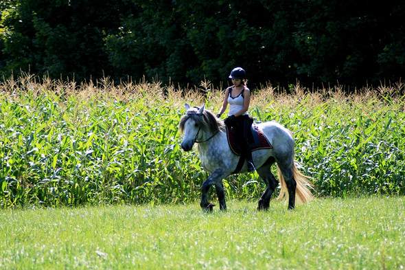 Mr. Murphy - (Pferde, reiten)