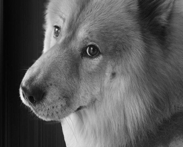 Eurasier Vdh Rasselexikon 2020