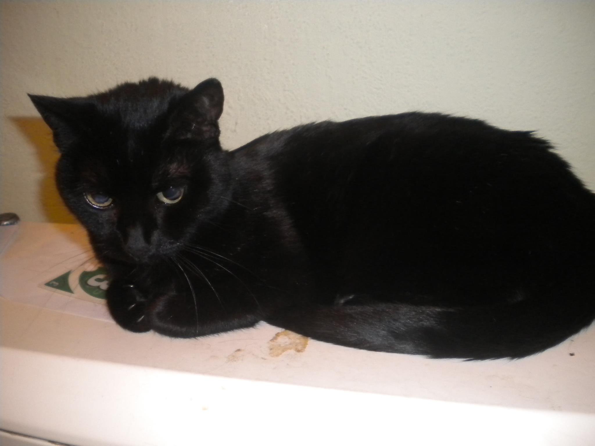 Was kann man tun, wenn die Katze immer im Katzenklo schläft? (schlafen)