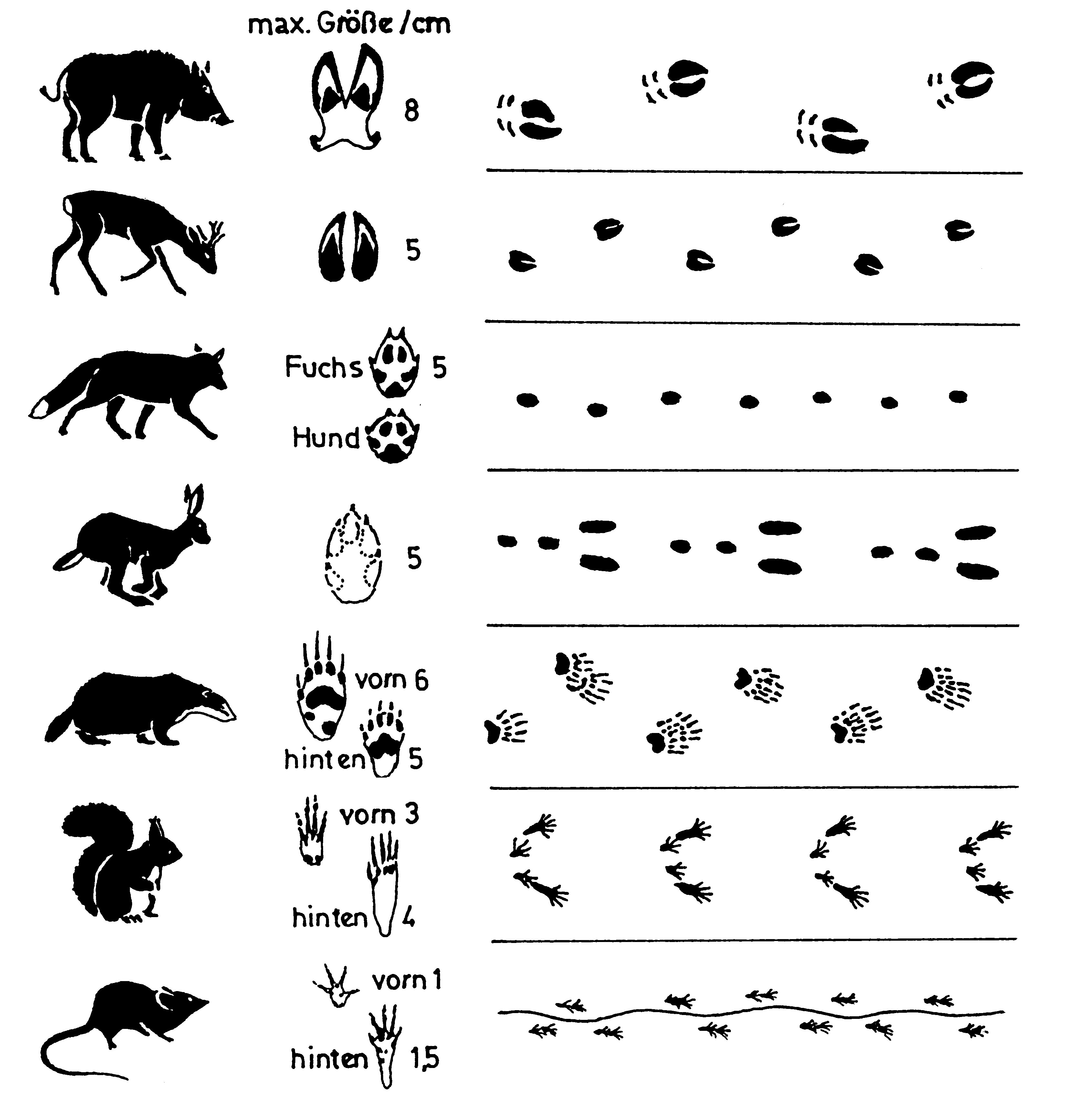 Tierspuren Im Schnee Erkennen Grundschule Kunstdrucke Tierspuren Tiere Infografik Um Tierspuren Im Schnee Zu Erkennen Ist Ein Massstab Notwendig