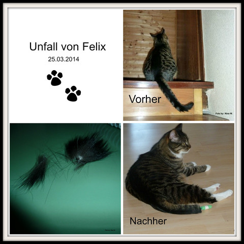 hilfe was soll ich tun gebrochen katze