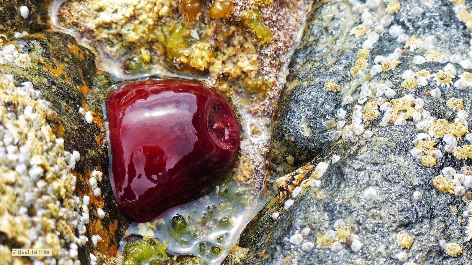 Was ist das für ein roter Schleim? (Natur, Meer, rot)