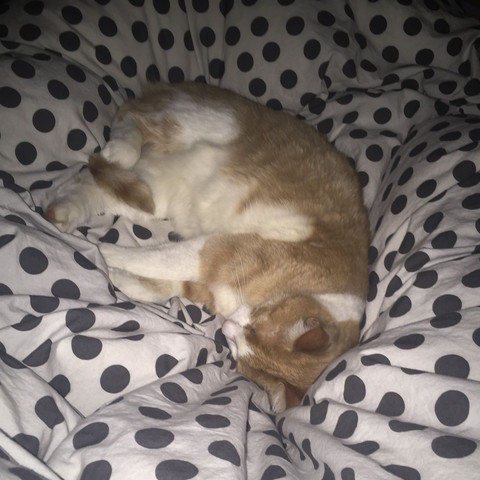 Bild2 - (Deutschland, Katzen)