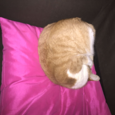 Bild4728 - (Deutschland, Katzen)