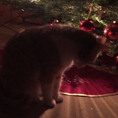 Bild53192 - (Deutschland, Katzen)