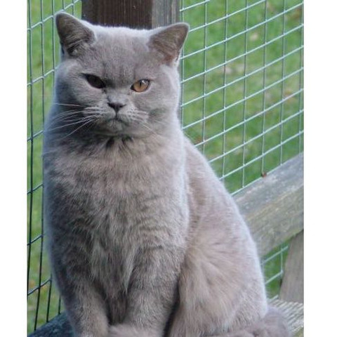 Katze - (Katze, Google, Rasse)