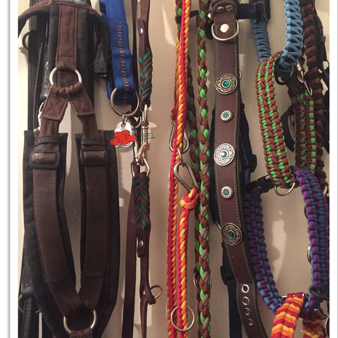 Meine Sammlung 😁 - (Hund, Hundehalsband, Hundesachen)