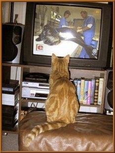 - (Tiere, Tiergesundheit, KatzenKater)