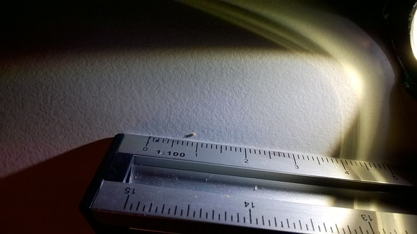 - (Wohnung, Kaefer, Schädlinge)