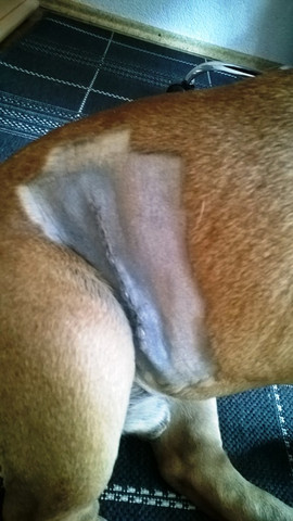 OP-Naht Hund - (Hund, Haut, Tierarzt)