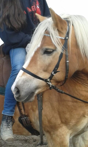 - (Pferde, reiten, basteln)