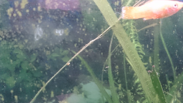 Die Bilder sind unscharf aber ich denke man sieht es - (Krankheit, Fische, Aquarium)