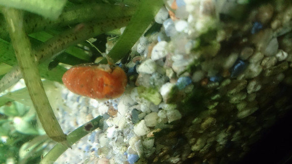 Seine Augen sehen auch so komisch aus - (Krankheit, Fische, Aquarium)