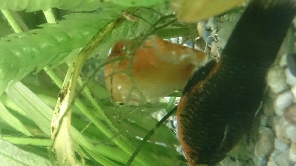 Wird schlimmer - (Krankheit, Fische, Aquarium)