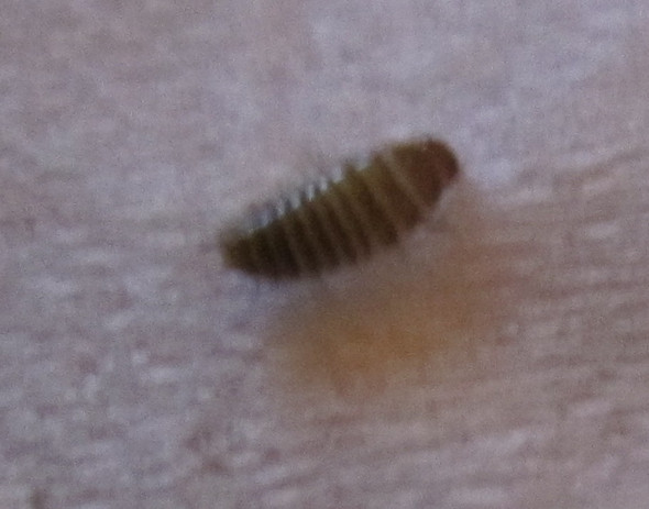 Was Hat Mich Da Auf Dem Sofa Gestochen Jucken Stich Parasiten