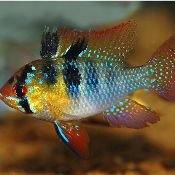 Barsche/kampffksch weiblich? (Aquarium, Aquaristik)