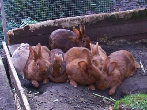 - (Tiere, Kaninchen, Kaninchenhaltung)