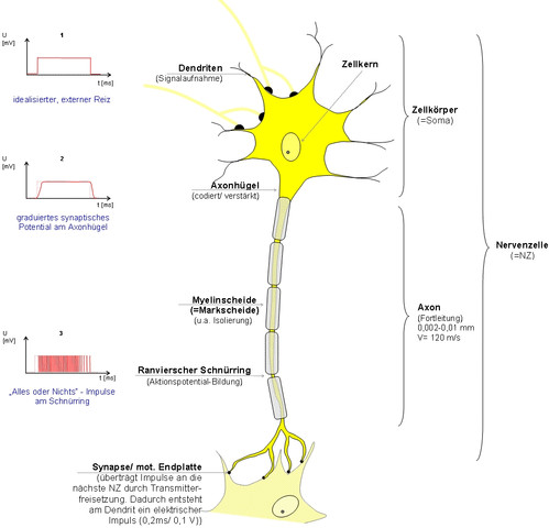 Aufbau einer Nervenzelle - (Erfahrungsberichte, Samenerguß, Vorzeitig)